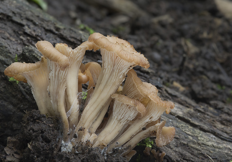 Lentinellus cochleatus var. inolens